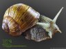 Helix pomatia - 